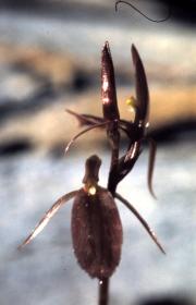 gnat